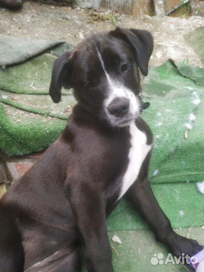 Щенок в добрые руки