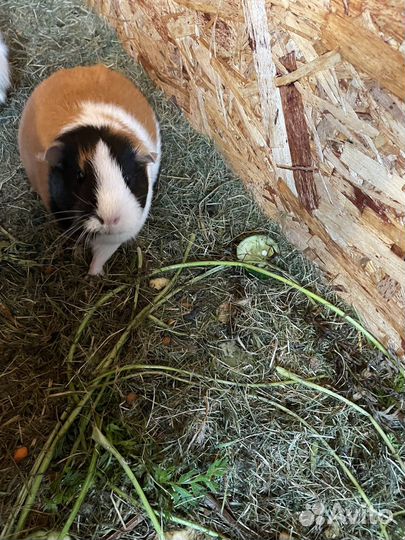 Морская свинка