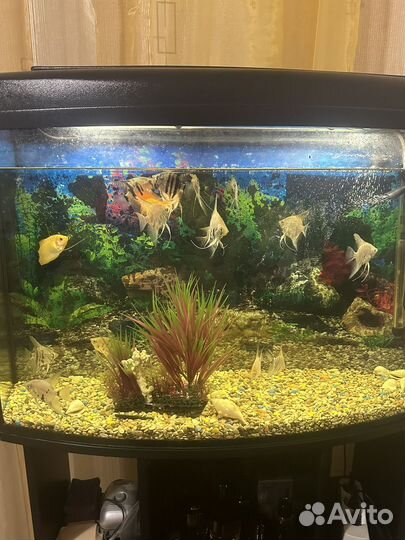 Аквариумные рыбки