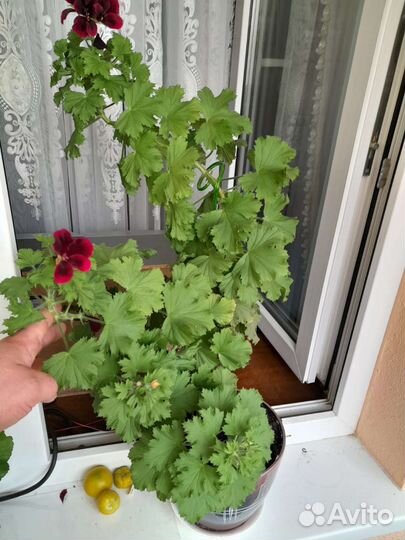 Комнатные цветы разные