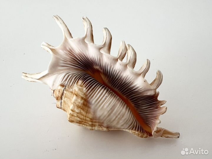 Морские ракушки раковины