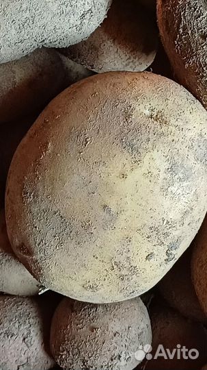Продам картофель