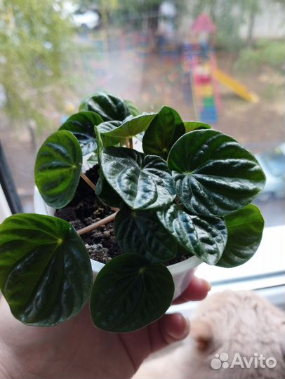 Пеперомия Лилиан