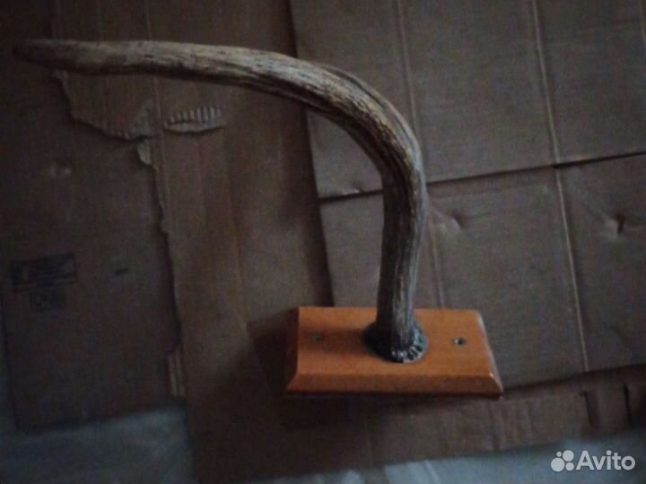 Старинная вешалка рога.1940-1950 годы
