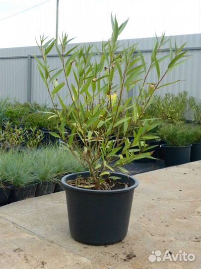 Ива шаровидная