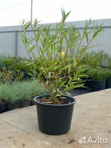 Ива шаровидная