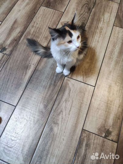 Кошка в дар бесплатно