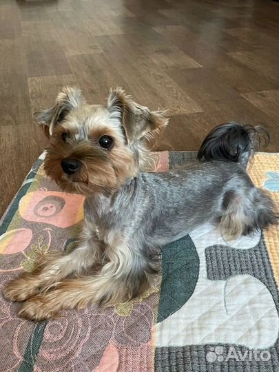 Йоркширский терьер вязка мальчик