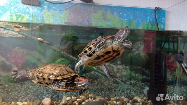 Аквариум с черепахами