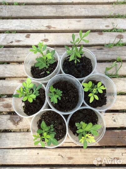 Лимоны, Инжир,Гранат,Трифолиат