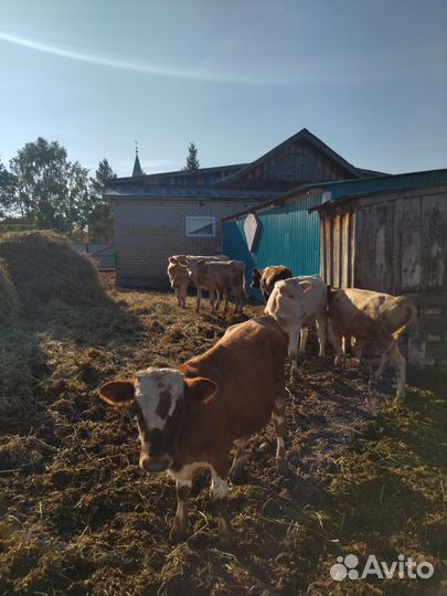 Продажа телят