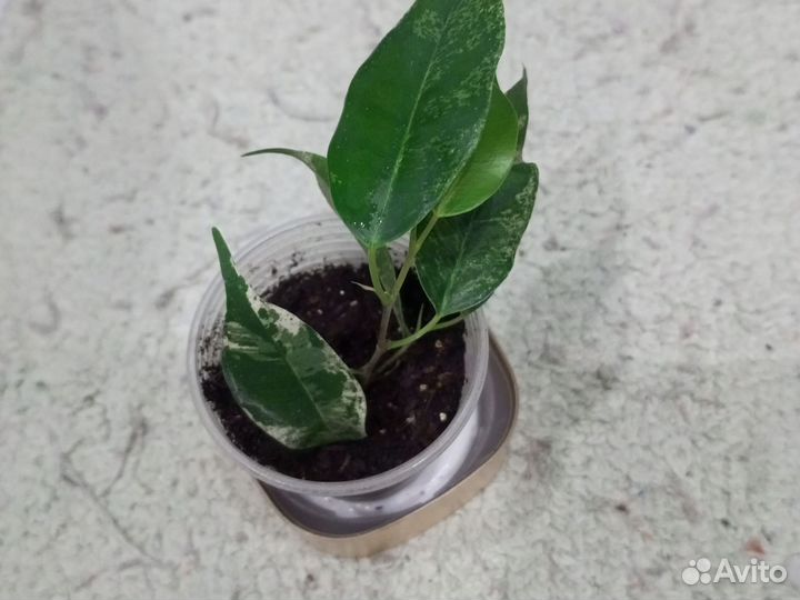 Фикус Эльдорадо, Кинке, Твилайт, Голден Моник