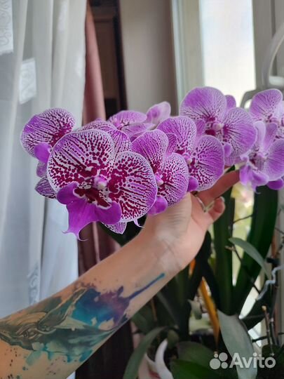 Орхидея фаленопсис Зоя (Galaxy), Melody, Персик