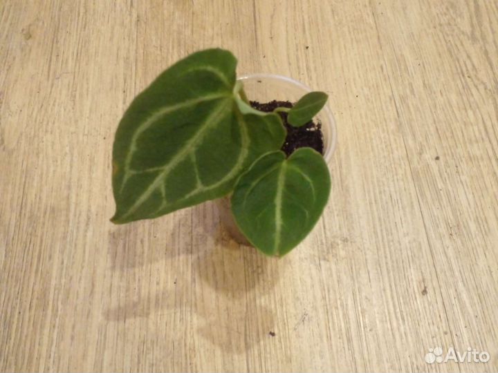 Антуриум сильвер блаш