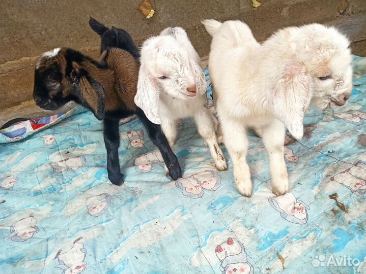 Продам козликов