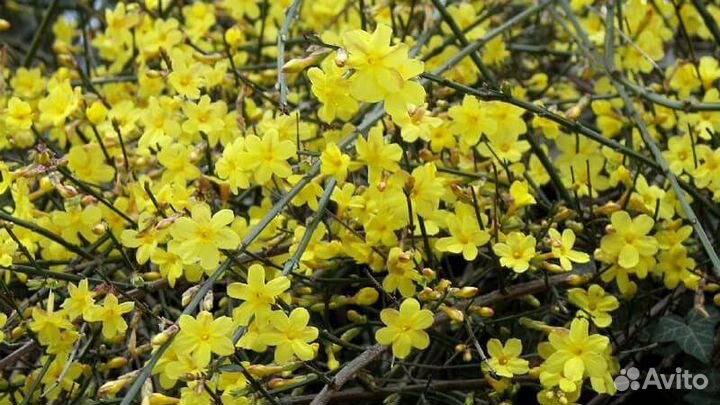 Дрок испанский, жасмин голоцветковый