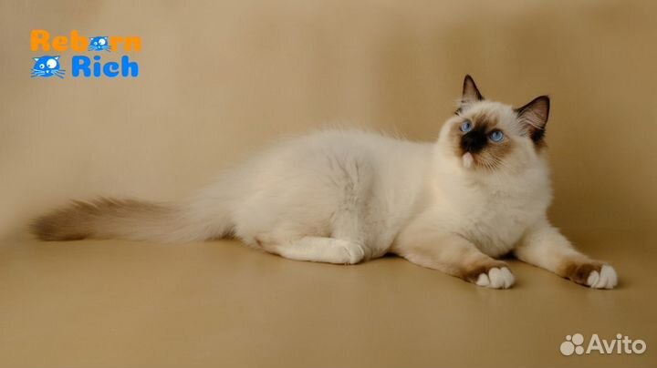 Ragdoll кошки