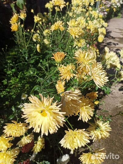 Хризантема кустовая