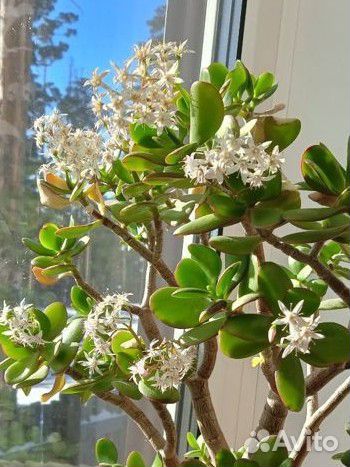 Цветы комнатные