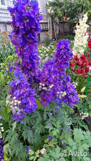 Дельфиниум многолетний