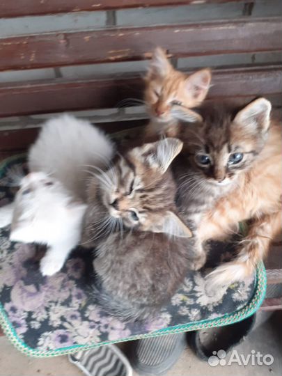 Котята