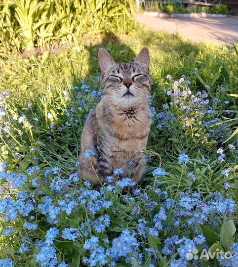 Кошка в дар