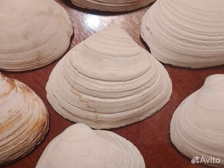 Ракушка для декора