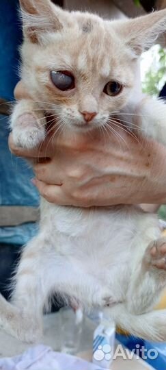 Кошка в дар бесплатно