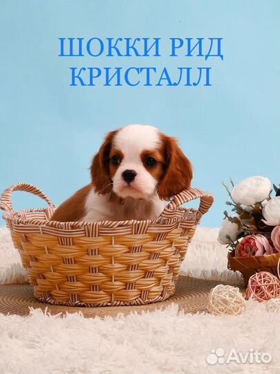 Кавалер кинг чарльз
