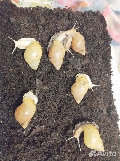 Улитята ахатины фулики (бесплатно)