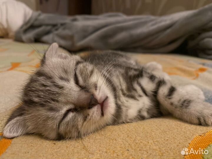 Котенок шотландец мальчик