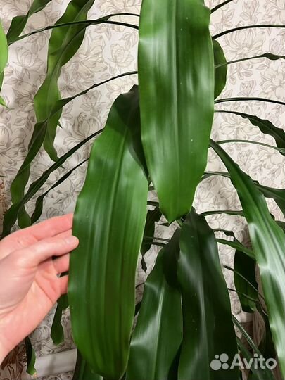 Пальма драцена