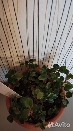 Цветок Гипоцирта