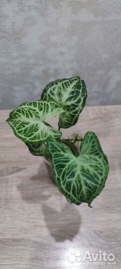 Сингониумы сортовые