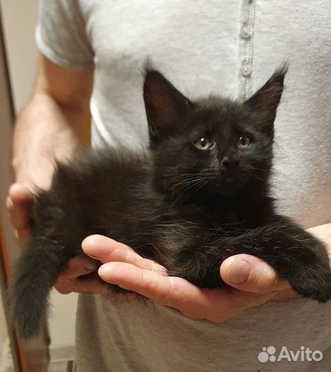 Котята мейн-кун