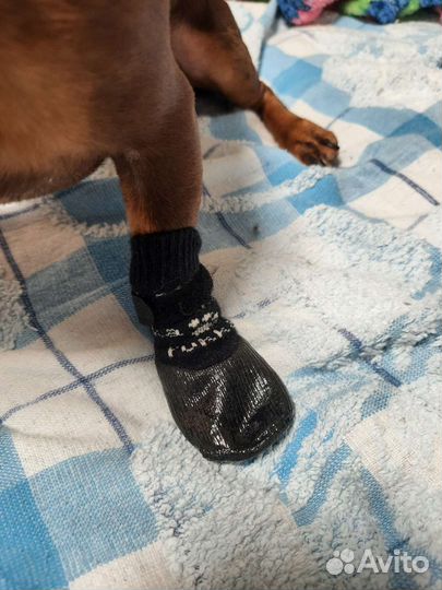 Одежда для собак мелких пород