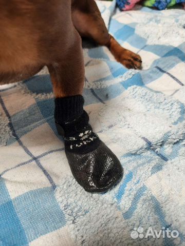 Одежда для собак мелких пород