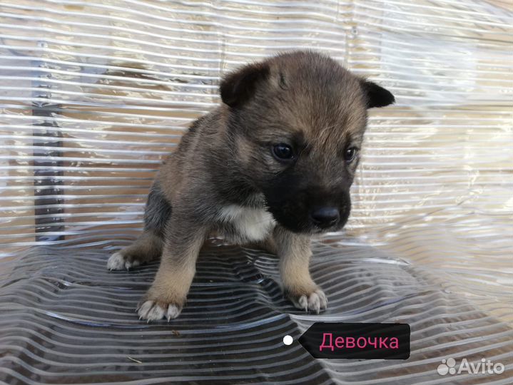 Отдам щенков от Хаски в добрые руки