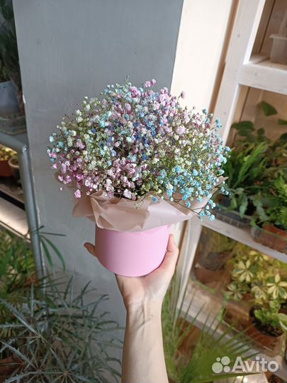 Букет из Гипсофилы. Цветы