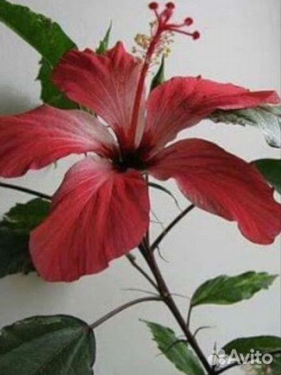 Гибискус пестролистный