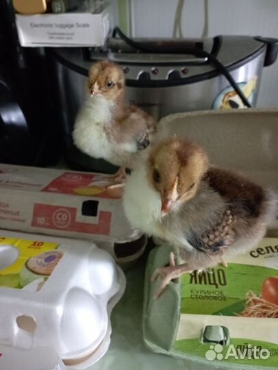 Породистые цыплята, легорн б 33