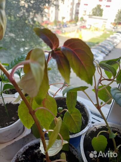 Фукция розовофиалетовая