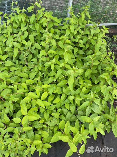 Актинидия (мини киви) коломикта,аргута зкс