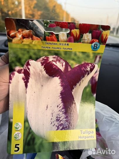 Луковицы тюльпанов в ассортименте