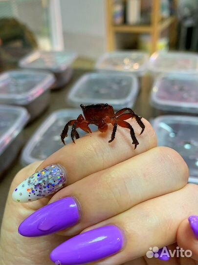 Рыбки, ракообразные, моллюски