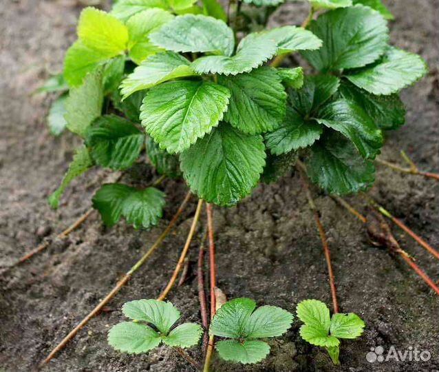 Усы клубники