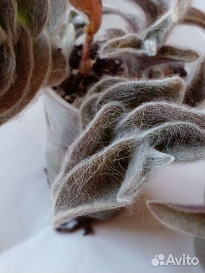 Цветок силламонтана вариегатная