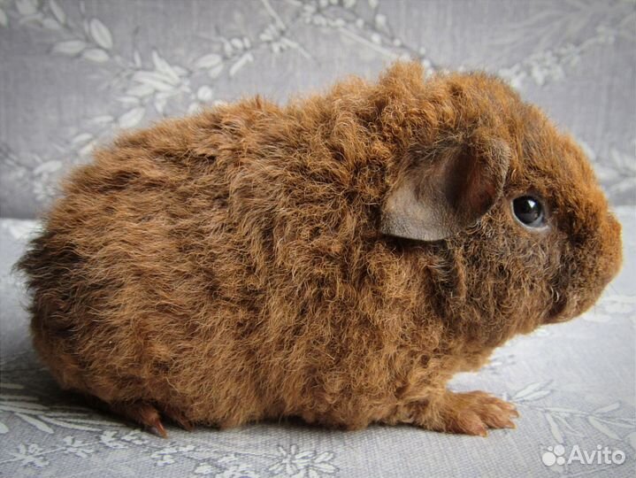 Морская свинка американский тедди