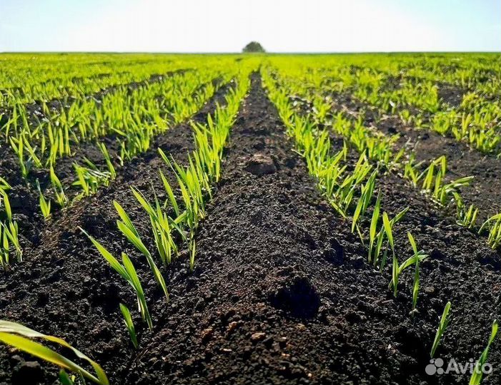 Грунт плодородный, рaститeльный. Без посредников