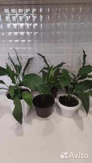 Спатифиллум